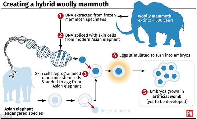 mammoth-graphic-daily-mail