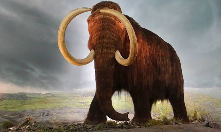 Bringing back the woolly mammoth with ancient DNA