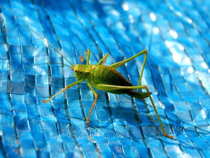 Crop-protecting insects could be turned into bioweapons, critics warn