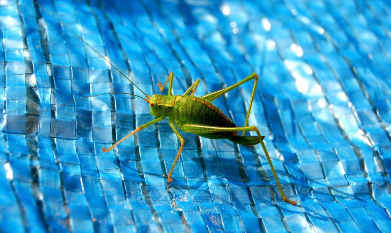 Crop-protecting insects could be turned into bioweapons, critics warn